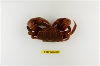 藏品(隆背張口蟹)的圖片